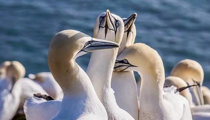 爱游戏娱乐-奥林匹克球场锻造不败金身！红狼主场风暴席卷亚平宁