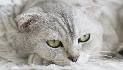 爱游戏在线-碾压式夺冠秘籍：全球竞赛精英不公开的5大前沿技法深度拆解