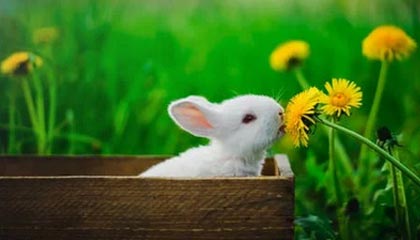 爱游戏下载-西悉尼流浪者主帅战术布置细致，力争半决赛全胜