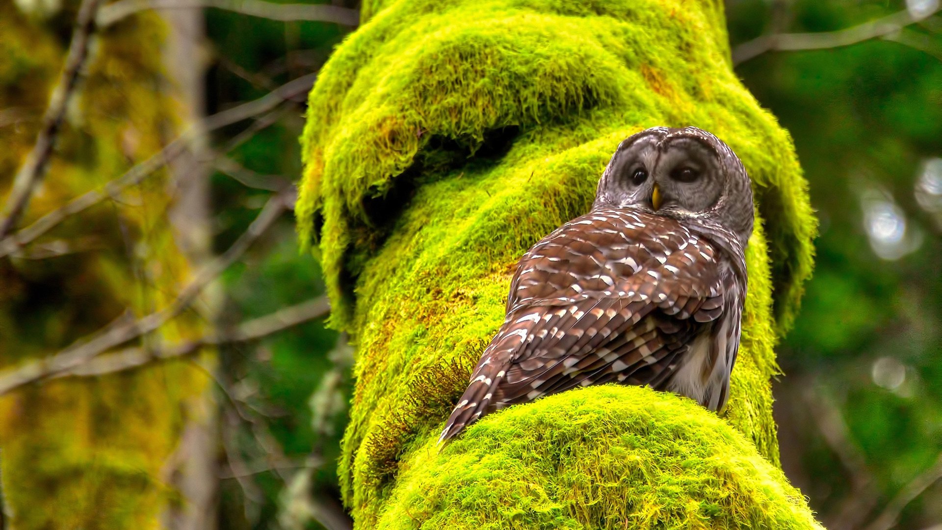 爱游戏下载-宿敌的救赎，加纳粉碎乌拉圭，三笘薰如何成为打破百年恩怨的关键先生