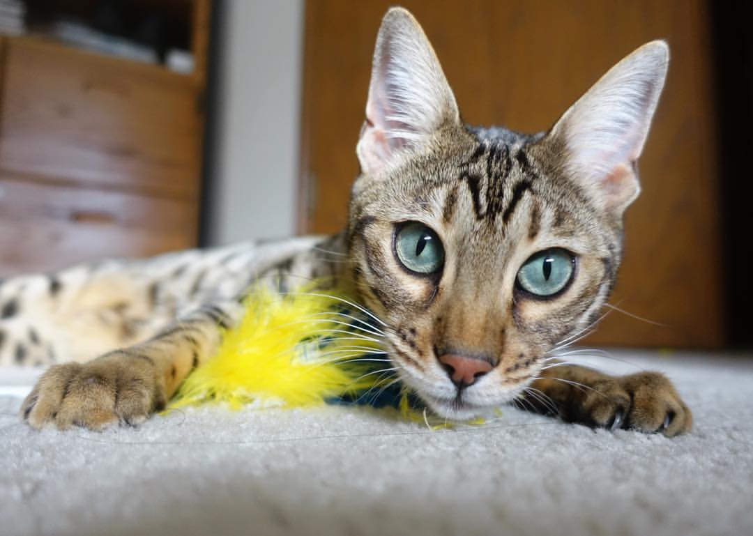 爱游戏在线-老鹰逆转国王，世界排名争夺战点燃新焦点