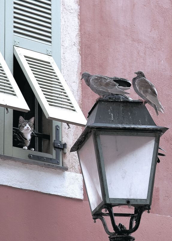 爱游戏tv-双子星闪耀，楚阿梅尼一鸣惊人