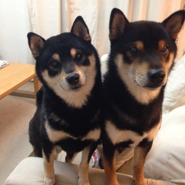 南美旋风席卷欧冠，那不勒斯硬仗中的巴西式胜利