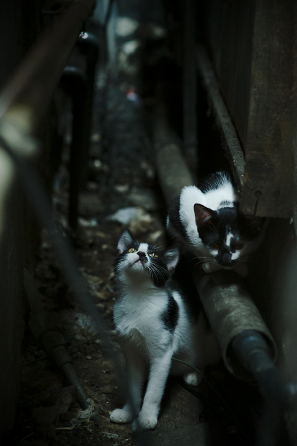 爱游戏娱乐-湖人拿下山西队，班凯罗防守端筑起叹息之墙