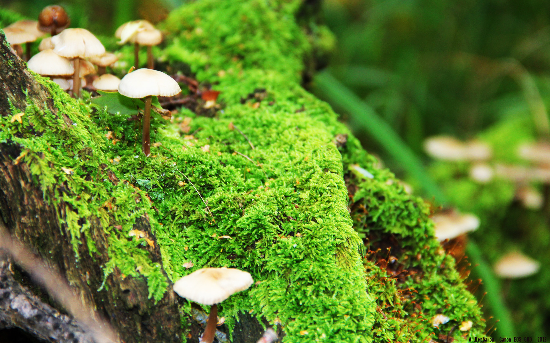 爱游戏官方入口-伦纳德，马刺体系的终极答案，一台永不掉线的精密仪器